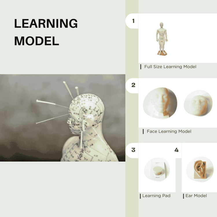 Learning Models - Herbprime