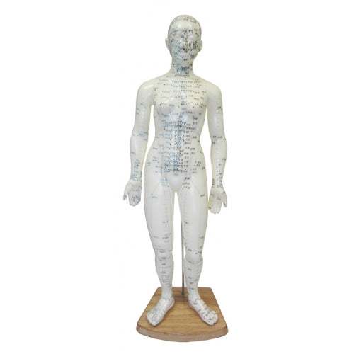 Meridian Acupuncture Models (F) 50cm - Herbprime
