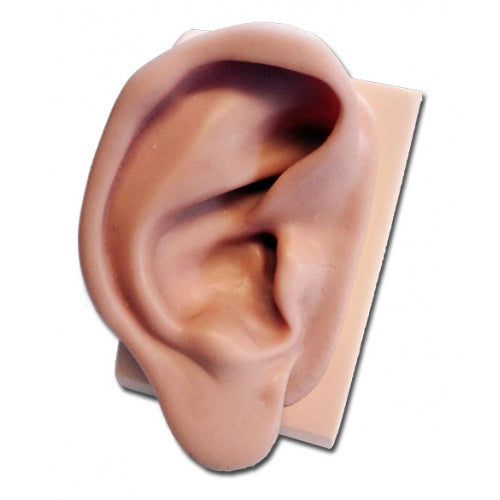 Silicon Ear Model for Acupuncture-Right ear Herbprime